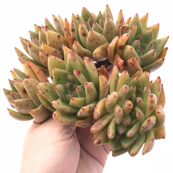 Echeveria Agavoides Maria Extra Large Specimen With Crested Head 8" Rare Succulent Plant