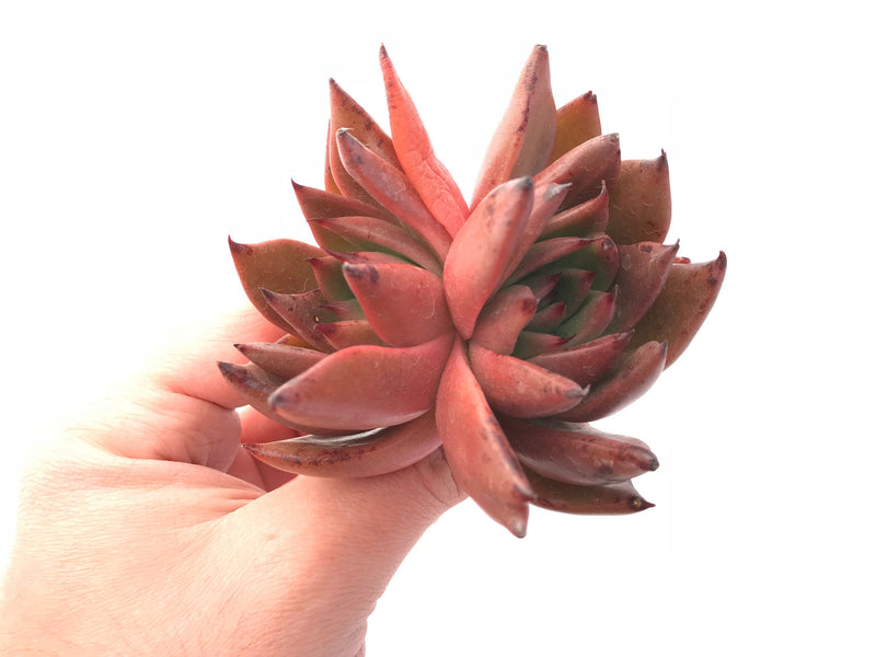 Echeveria Agavoides Hybrid Double Head 4" Rare Succulent Plant