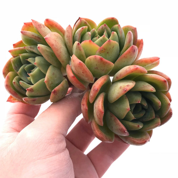 Echeveria Agavoides Golden Glow 5" Rare Succulent Plant