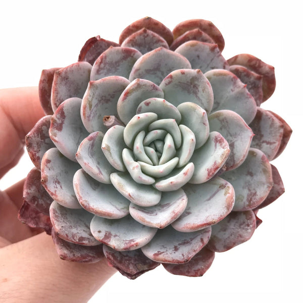 Echeveria Raffine 2"-3" Rare Succulent Plant