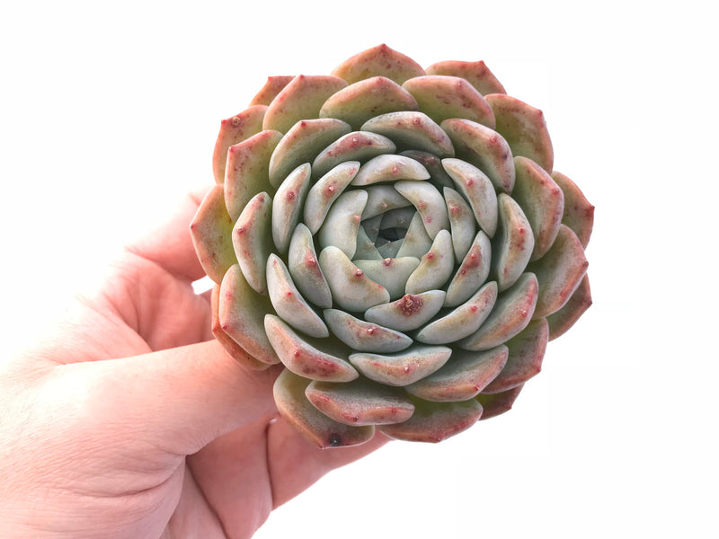 Echeveria Helena Hybrid 3"-4" Rare Succulent Plant