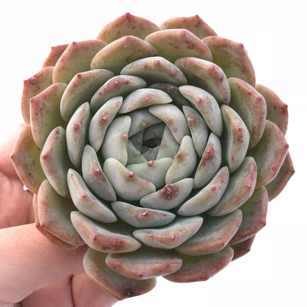 Echeveria Helena Hybrid 3"-4" Rare Succulent Plant