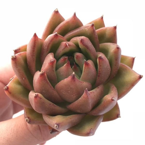 Echeveria Agavoides Maria 3" Rare Succulent Plant