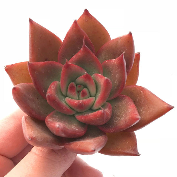 Echeveria Agavoides Mundy 2"-3" Rare Succulent Plant