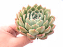 Echeveria Zaragoza Hybrid 3" Rare Succulent Plant