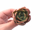 Echeveria 'Pinoli'  1" Rare Succulent Plant