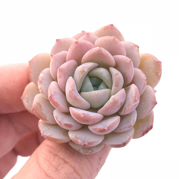 Echeveria 'Amazing Grace' 1" Rare Succulent Plant