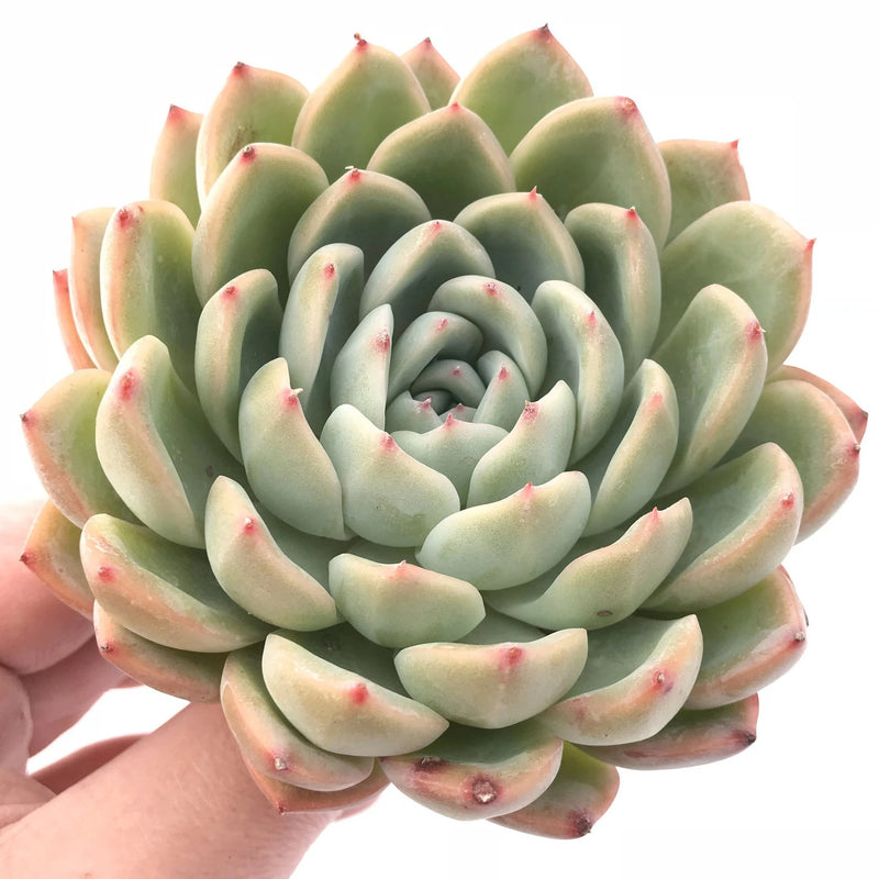 Echeveria Zaragoza Hybrid 3" Rare Succulent Plant