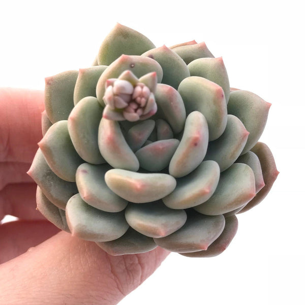 Echeveria Ice Cream 2" Rare Succulent Plant