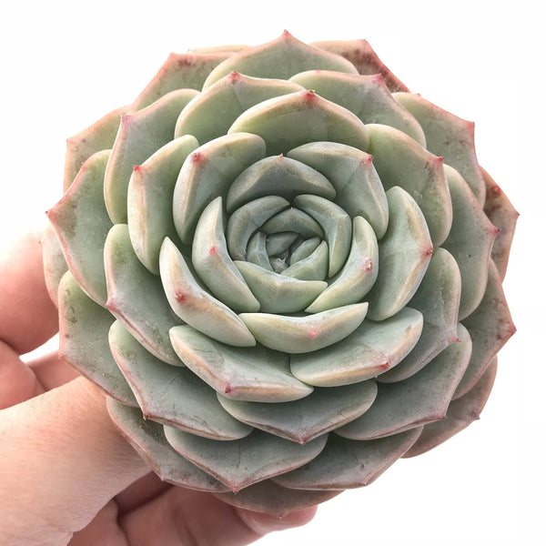 Echeveria Helena Hybrid  Chunky Specimen 3"-4" Rare Succulent Plant