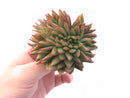 Echeveria Agavoides Crested Cluster 4" Rare Succulent Plant