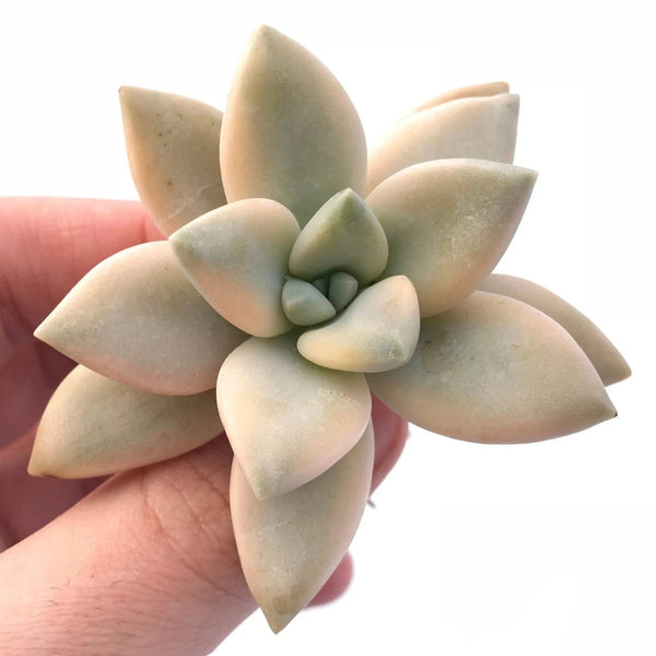 Graptopetalum Paraguayensis 'Awayuki' 2"-3" Rare Succulent Plant