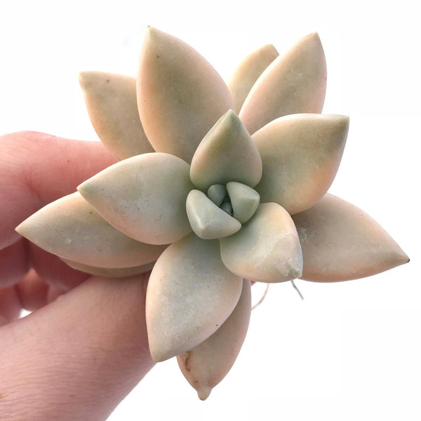 Graptopetalum Paraguayensis 'Awayuki' 2"-3" Rare Succulent Plant