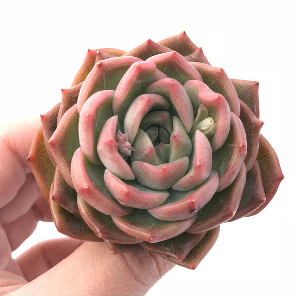 Echeveria 'Snow Angel' 2"-3" Rare Succulent Plant