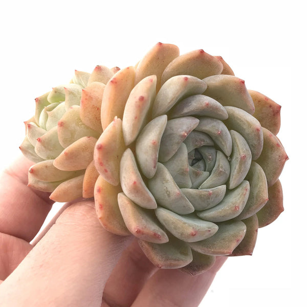 Echeveria Helena Hybrid Cluster 2"-3" Rare Succulent Plant