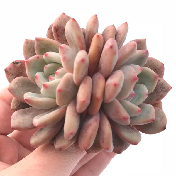 Echeveria Ariel Cluster 2"-3" Rare Succulent Plant