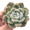 Echeveria Monroe Hybrid 2"-3" Rare Succulent Plant