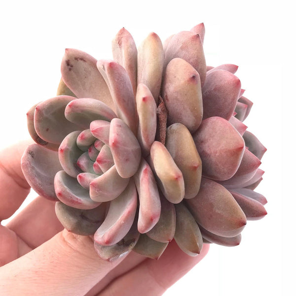 Echeveria Ariel Cluster 2"-3" Rare Succulent Plant