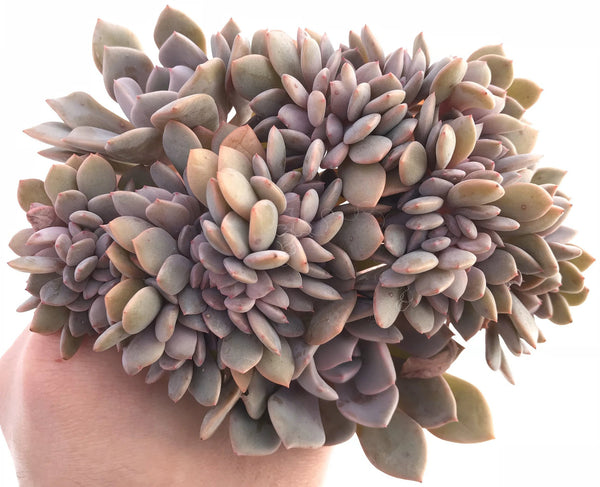 Echeveria Debbie Crested Cluster 5" Rare Succulent Plant