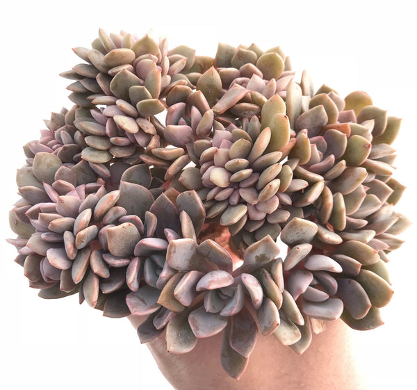 Echeveria Debbie Crested Cluster 5" Rare Succulent Plant