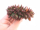 Echeveria Agavoides 'Elk Horn' Crested 3"-4" Rare Succulent Plant