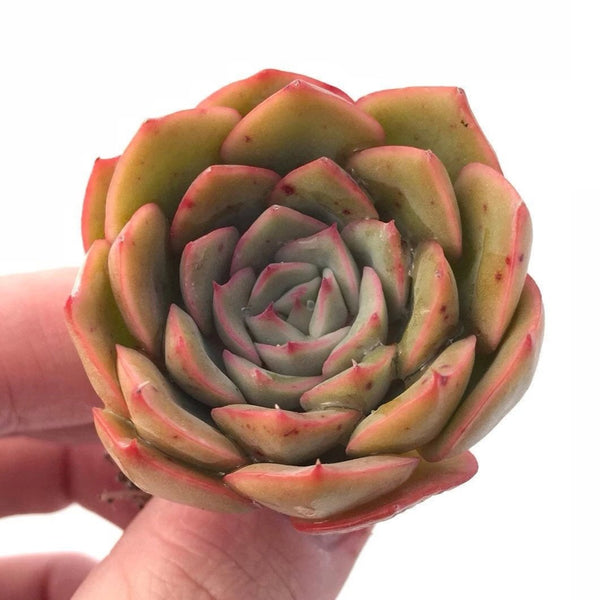 Echeveria 'Eria' 2" Rare Succulent Plant