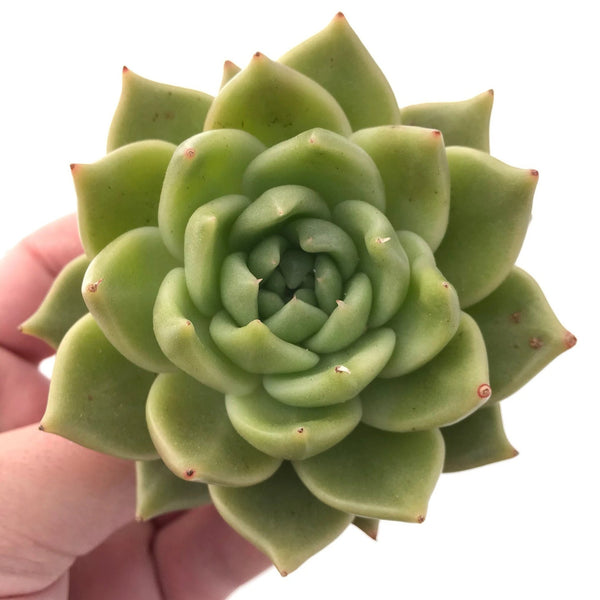 Echeveria Latte 4" Rare Succulent Plant