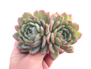 Echeveria Yusuke Double-Headed Cluster 5" Rare Succulent Plant