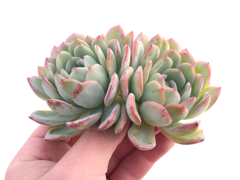 Echeveria Yusuke Double-Headed Cluster 5" Rare Succulent Plant