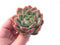 Echeveria Sp 3" Rare Succulent Plant