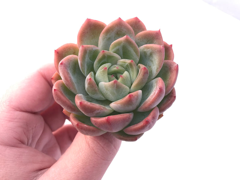 Echeveria Sp 3" Rare Succulent Plant