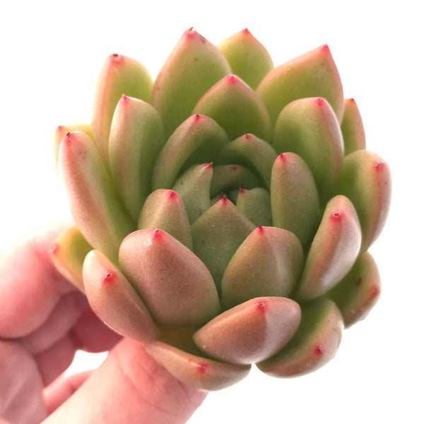 Echeveria Agavoides Bravo 3" Rare Succulent Plant