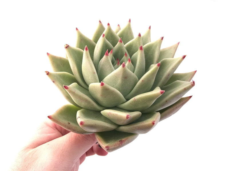 Echeveria Agavoides Maria Extra Large Specimen 7" Rare Succulent Plant