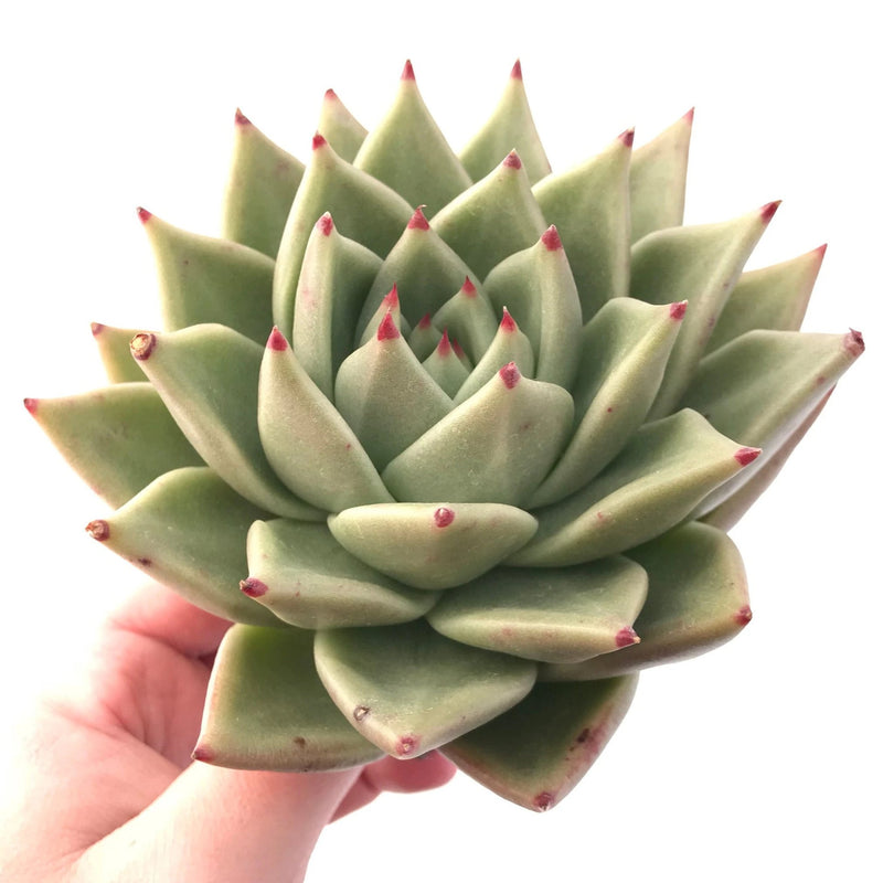 Echeveria Agavoides Maria Extra Large Specimen 7" Rare Succulent Plant