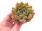 Echeveria Agavoides Bravo 3" Rare Succulent Plant