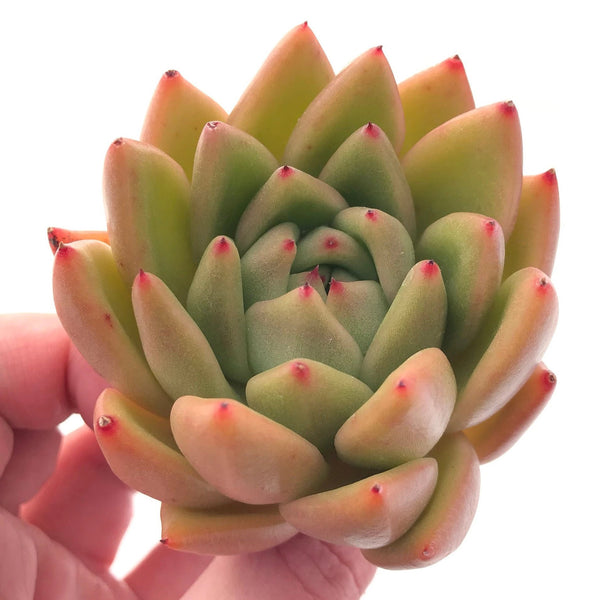 Echeveria Agavoides Bravo 3" Rare Succulent Plant