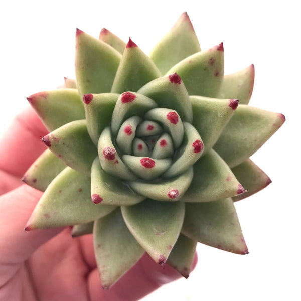 Echeveria Agavoides Maria 3" Rare Succulent Plant