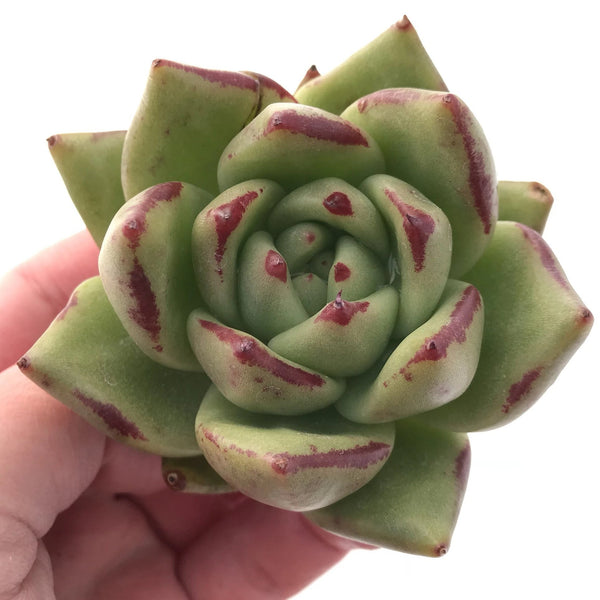 Echeveria Agavoides Maria 3" Rare Succulent Plant