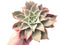 Echeveria Madiba 8" Rare Succulent Plant