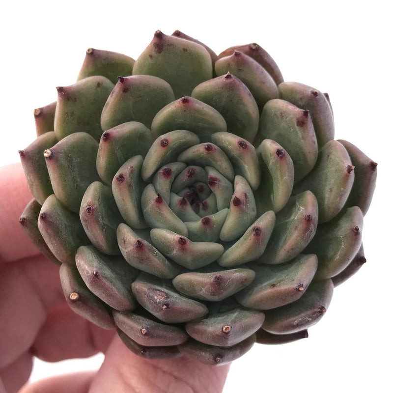 Echeveria Mexensis 'Zaragosa' Hybrid 1"-2" Rare Succulent Plant