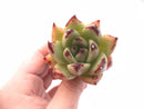 Echeveria Agavoides 'Royal' 2" Rare Succulent Plant