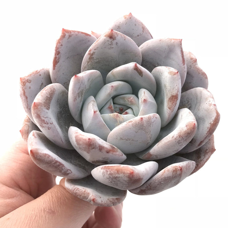 Echeveria Ivory 2"-3" Rare Succulent Plant