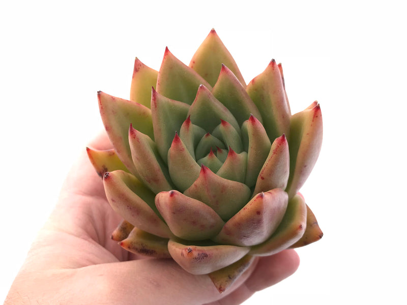 Echeveria Agavoides Maria 3" Rare Succulent Plant