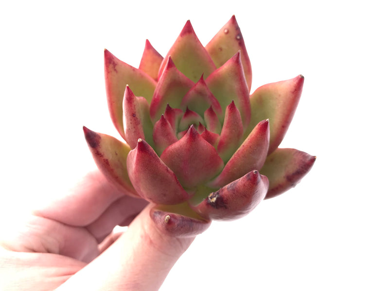 Echeveria Agavoides Ebony 2"-3" Rare Succulent Plant