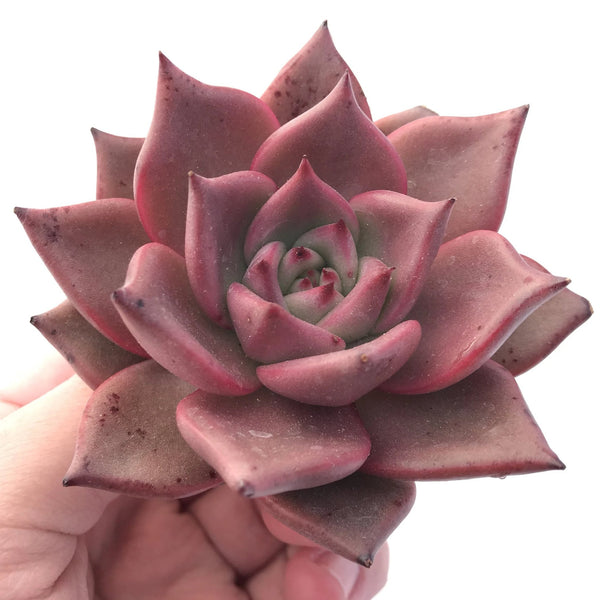 Echeveria Agavoides Red Ebony 3" Rare Succulent Plant