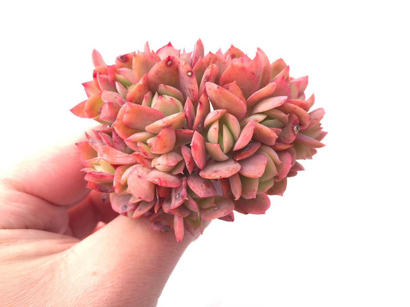 Echeveria Luella Crested Cluster 3" Rare Succulent Plant