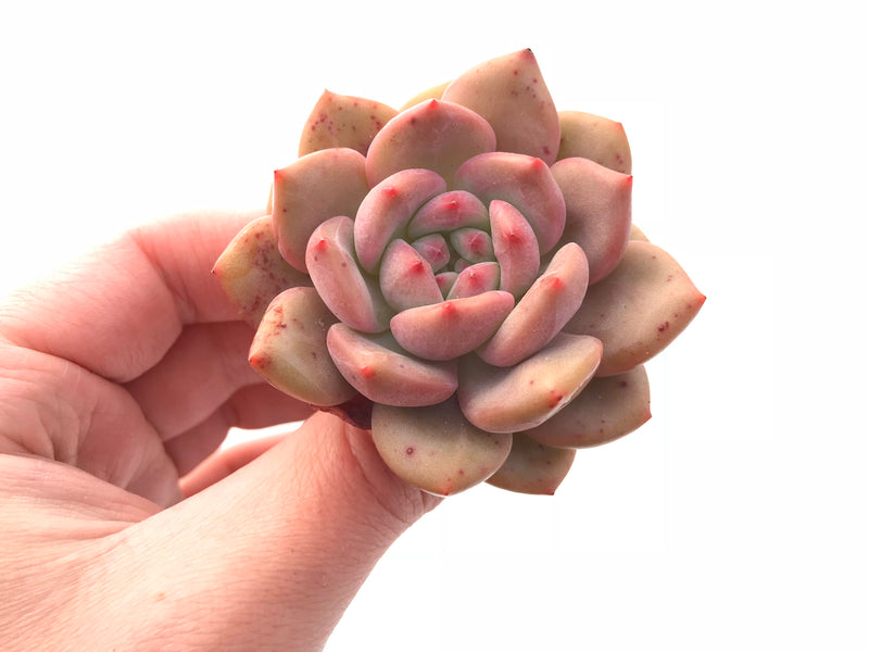 Echeveria Ariel 2" Rare Succulent Plant