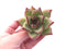 Echeveria Agavoides Maria 2"-3" Rare Succulent Plant