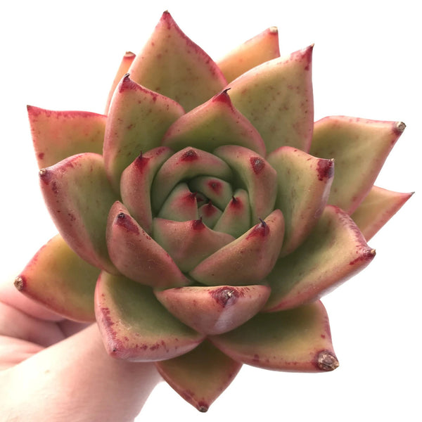 Echeveria Agavoides Mundy 3"-4" Rare Succulent Plant