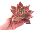 Echeveria Agavoides Maria 3"-4" Rare Succulent Plant